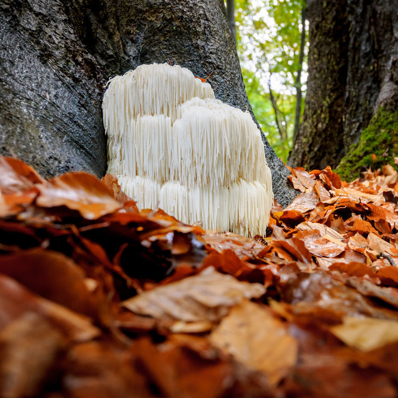 Lion's Mane