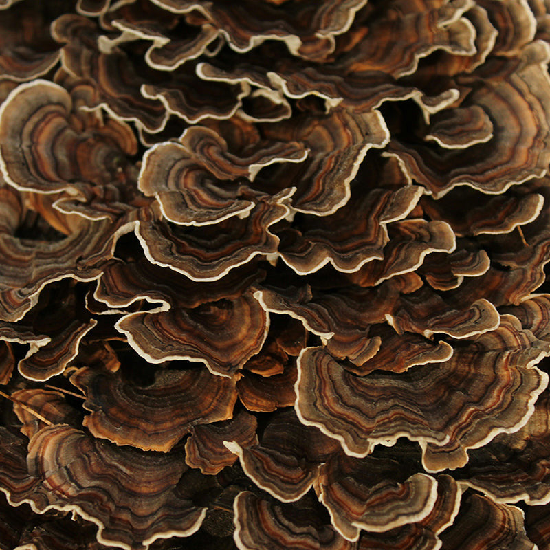 Turkey Tail