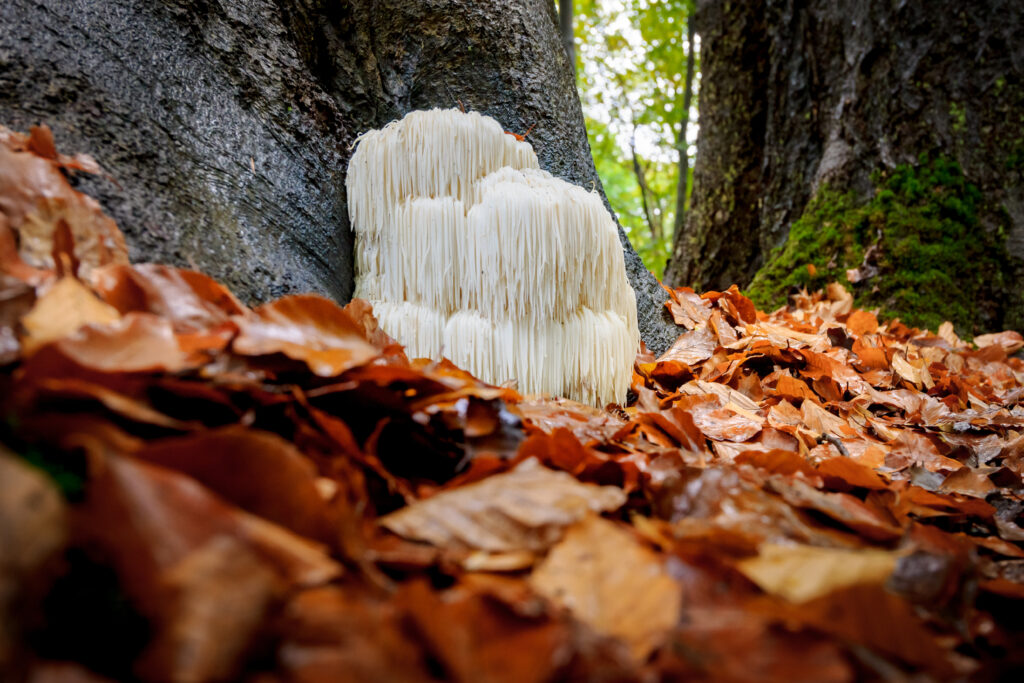 Lions mane in the woods